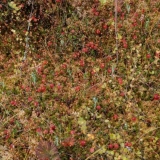 Brusnica: kako i gdje raste, kada se bere, kada sazrije